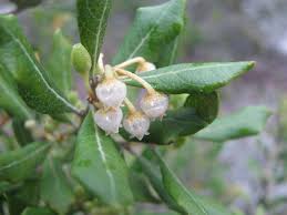 Attēlu rezultāti vaicājumam “Ericaceae”