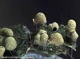 Attēlu rezultāti vaicājumam “Physarum luteolum macro”