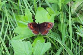 Attēlu rezultāti vaicājumam “Erebia aethiops”