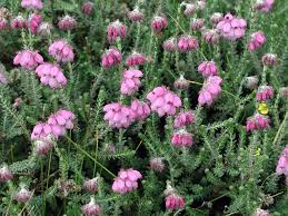 Attēlu rezultāti vaicājumam “Erica tetralix”