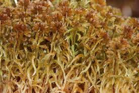 Attēlu rezultāti vaicājumam “Sphagnum fuscum”