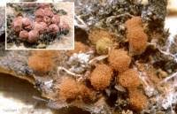 Attēlu rezultāti vaicājumam “Heterotrichia ferruginea (syn. Arcyria ferruginea)”