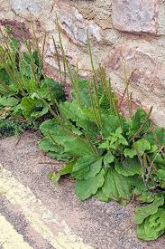 Attēlu rezultāti vaicājumam “Plantago major”