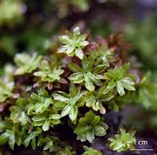 Attēlu rezultāti vaicājumam “Encalypta streptocarpa”