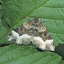 Attēlu rezultāti vaicājumam “Euphyia unangulata”