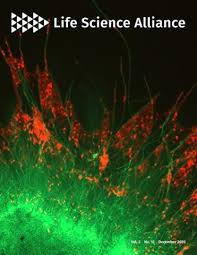 Attēlu rezultāti vaicājumam “Diachea muscorum plasmodium”