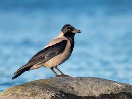 Attēlu rezultāti vaicājumam “Corvus cornix adult”