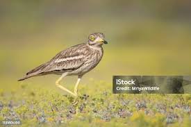 Image result for Burhinus oedicnemus