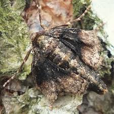 Attēlu rezultāti vaicājumam “Agriopis marginaria”