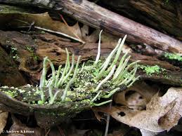 Attēlu rezultāti vaicājumam “Cladonia coniocraea”