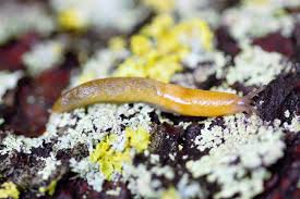 Attēlu rezultāti vaicājumam “Malacolimax tenellus”