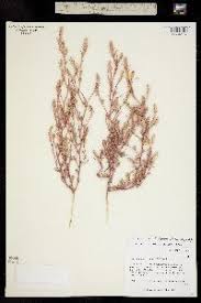 Attēlu rezultāti vaicājumam “Corispermum hyssopifolium”