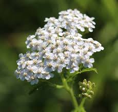 Image result for Achillea millefolium