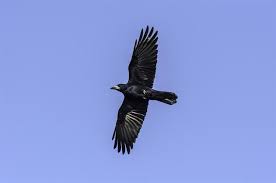 Attēlu rezultāti vaicājumam “Corvus frugilegus”