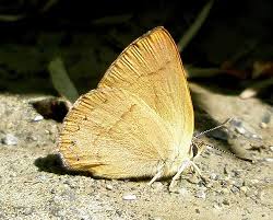 Attēlu rezultāti vaicājumam “Theclinae”