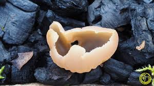 Attēlu rezultāti vaicājumam “Peziza varia”