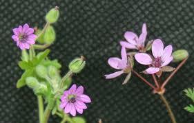 Attēlu rezultāti vaicājumam “Erodium cicutarium flower”