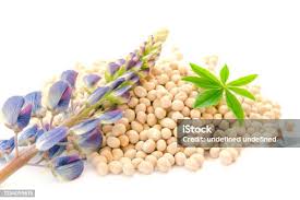 Attēlu rezultāti vaicājumam “Lupinus polyphyllus fruit”