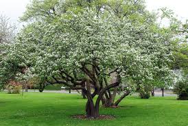 Attēlu rezultāti vaicājumam “Cydonia oblonga flower”