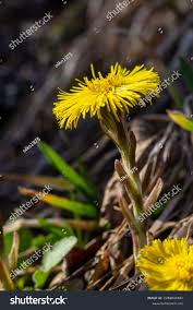 Attēlu rezultāti vaicājumam “Tussilago farfara flower”