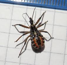 Attēlu rezultāti vaicājumam “Rhynocoris annulatus nymph”