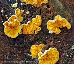 Attēlu rezultāti vaicājumam “Pseudomerulius aureus”