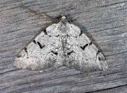 Attēlu rezultāti vaicājumam “Macaria wauaria”