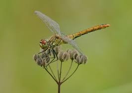 Attēlu rezultāti vaicājumam “Sympetrum sanguineum”