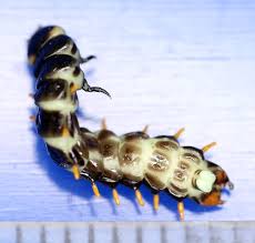 Attēlu rezultāti vaicājumam “Ceruchus chrysomelinus larva”