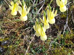 Attēlu rezultāti vaicājumam “Narcissus bud”