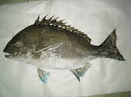 「魚拓」的圖片搜尋結果