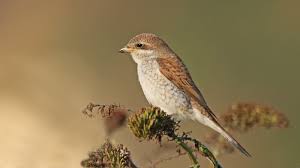 Attēlu rezultāti vaicājumam “Lanius collurio juvenile”