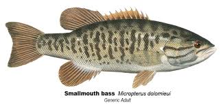 Image result for Micropterus