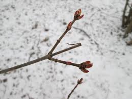 Attēlu rezultāti vaicājumam “Acer tataricum bud”