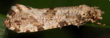 Attēlu rezultāti vaicājumam “Morophaga choragella”