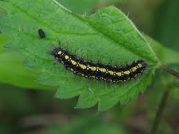 Attēlu rezultāti vaicājumam “Callimorpha dominula”