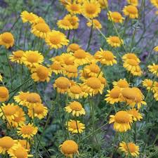 Image result for Färberkamille