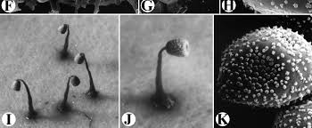 Attēlu rezultāti vaicājumam “Craterium leucocephalum stalked”