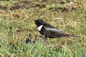 Image result for Turdus torquatus
