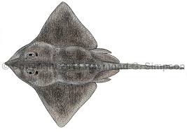 Image result for Amblyraja hyperborea