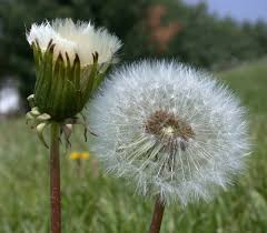 Attēlu rezultāti vaicājumam “Taraxacum officinale aggr. flower”