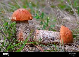 Attēlu rezultāti vaicājumam “Leccinum aurantiacum”