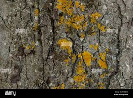 Attēlu rezultāti vaicājumam “Chrysothrix candelaris”