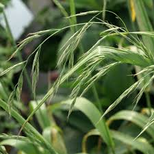 Attēlu rezultāti vaicājumam “Festuca gigantea”