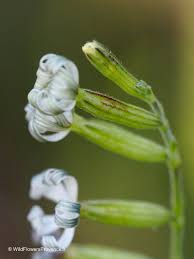 Attēlu rezultāti vaicājumam “Silene nutans flower”