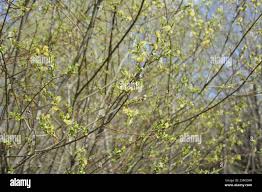 Attēlu rezultāti vaicājumam “Salix myrsinifolia female flower”