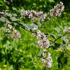 Attēlu rezultāti vaicājumam “Padus avium”