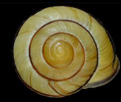 Attēlu rezultāti vaicājumam “Cepaea nemoralis”