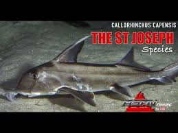 Image result for Callorhinchus capensis