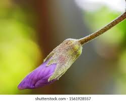 Attēlu rezultāti vaicājumam “Viola rupestris bud”